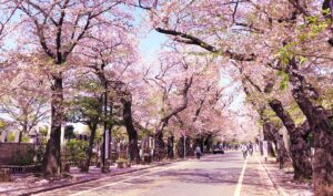 上野桜並木